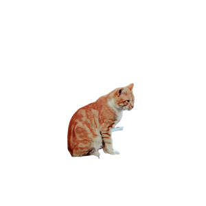 Orange Tabby Cat Perched On A Dumpster In An Outdoor Setting With Greenery. 15632 - Cat PNG image with transparent background